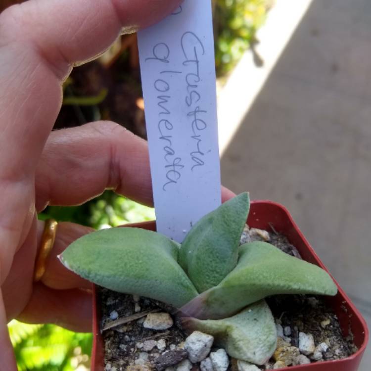 Plant image Gasteria Glomerata