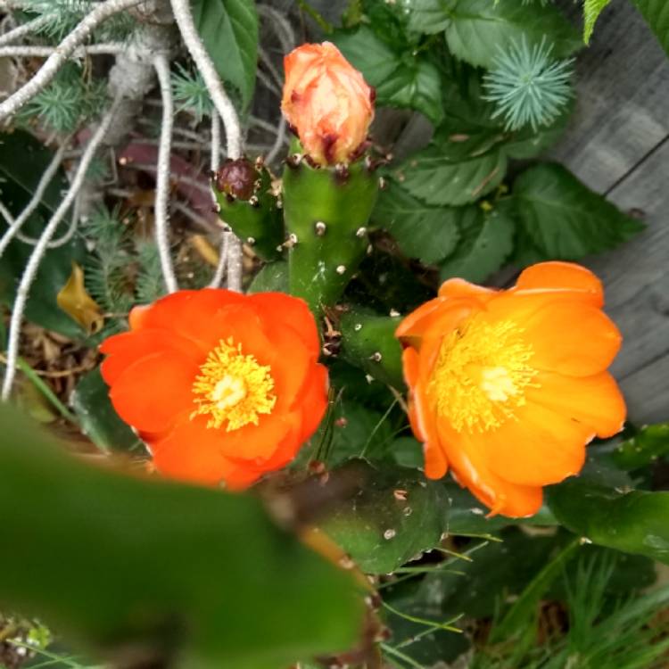 plant image 1082600