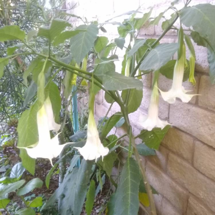 plant image 1083356