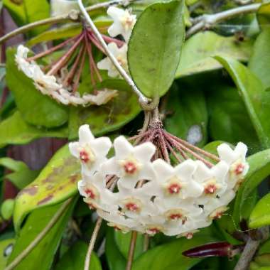 Hoya Carnosa