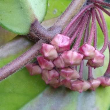 Hoya Carnosa