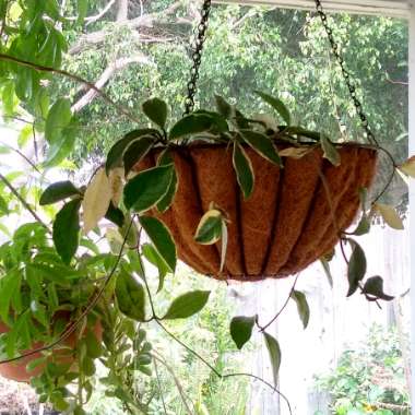 Hoya carnosa 'Krimson Queen' syn. 'Crimson Queen'