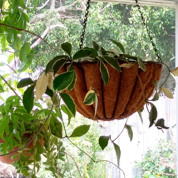 Plant image Hoya carnosa 'Krimson Queen' syn. 'Crimson Queen'