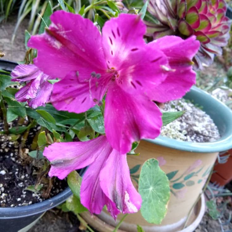 plant image 1109399