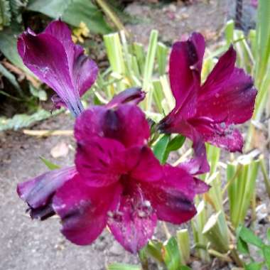 Alstroemeria