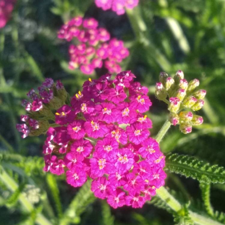 Plant image Achillea Millefolium 'Cerise Queen' syn. Achillea Millefolium 'Cherry Queen'