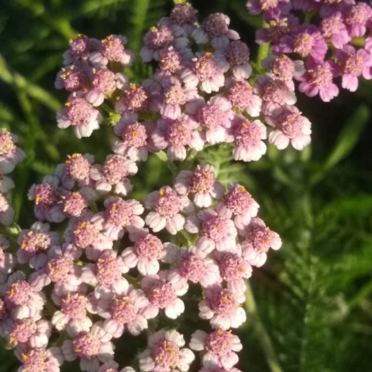 Plant image Achillea Millefolium 'Colorado' (Mix)