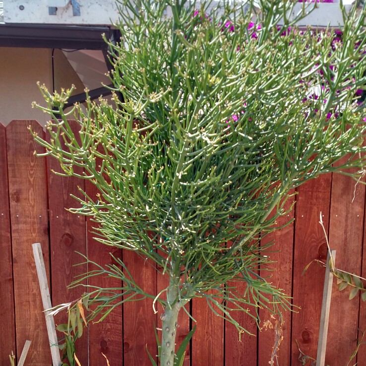 plant image 111933