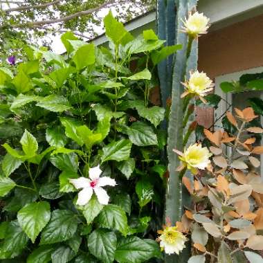 Cereus repandus syn. Cereus peruvianus
