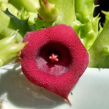 Huernia Schneideriana