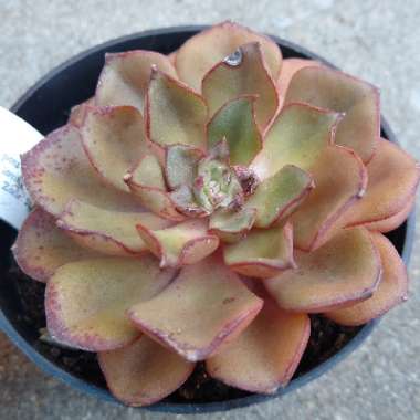 Echeveria Moranii