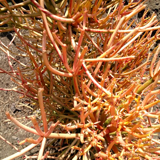 plant image 115114 plant image 115114