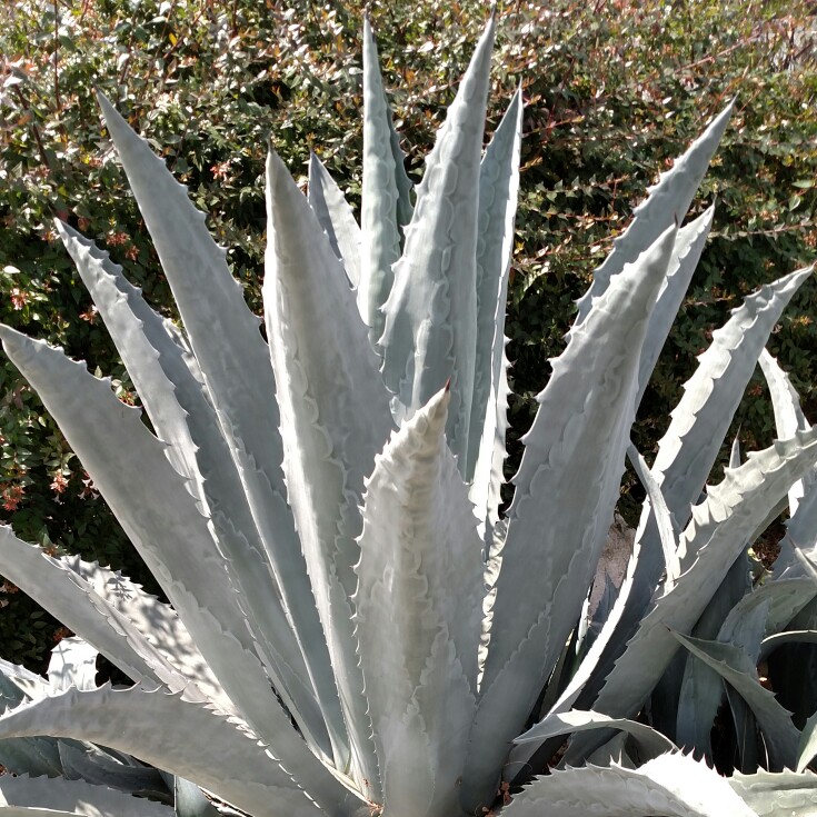plant image 115117 plant image 115117