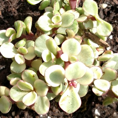 plant image 115127