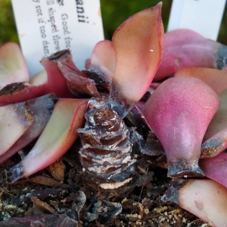 plant image 1152114