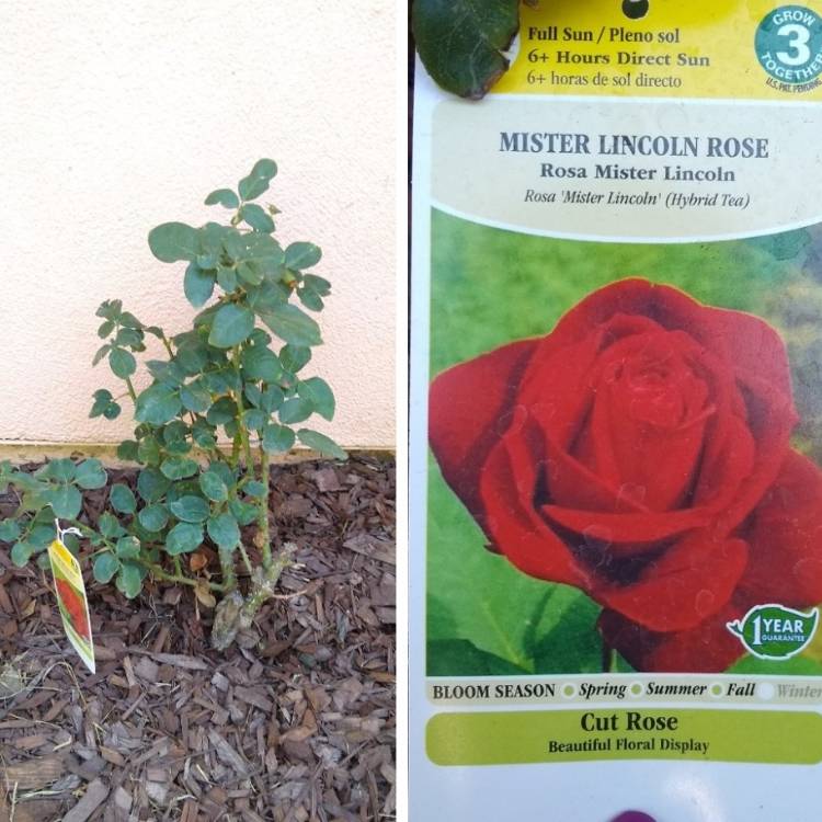 Plant image Rosa 'Mister Lincoln'
