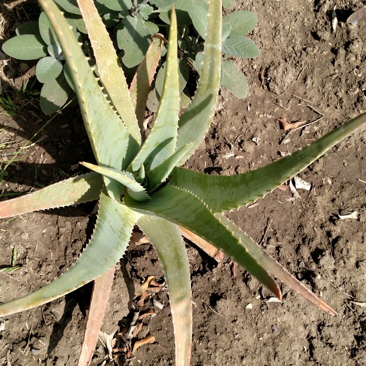 plant image 115250 plant image 115250