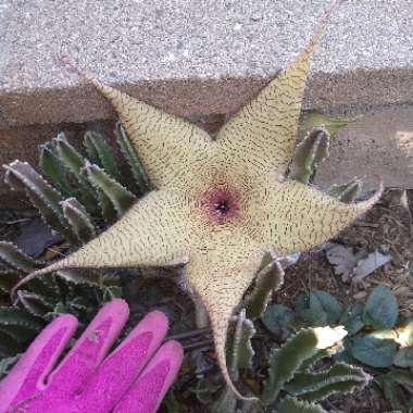 Stapelia gigantea