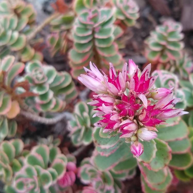 Plant image Sedum Spurium Tricolor