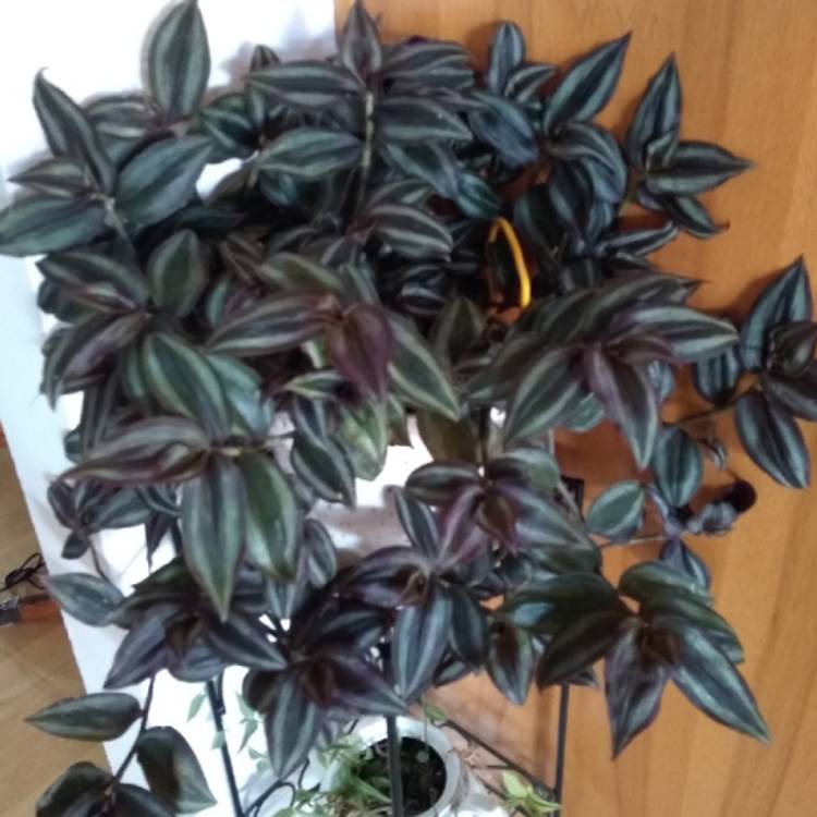 Plant image Tradescantia zebrina  syn. Tradescantia tricolor, Tradescantia zebrina pendula, Tradescantia pendula