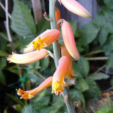 Aloe barbadensis syn. Aloe Vera
