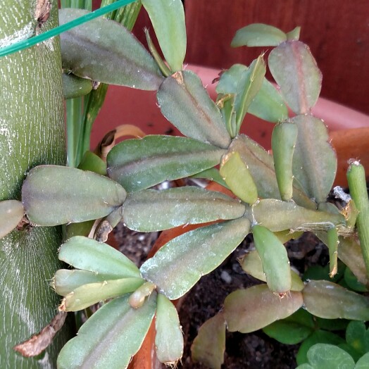 plant image 116482