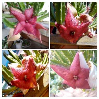 Stapelia grandiflora var compacta