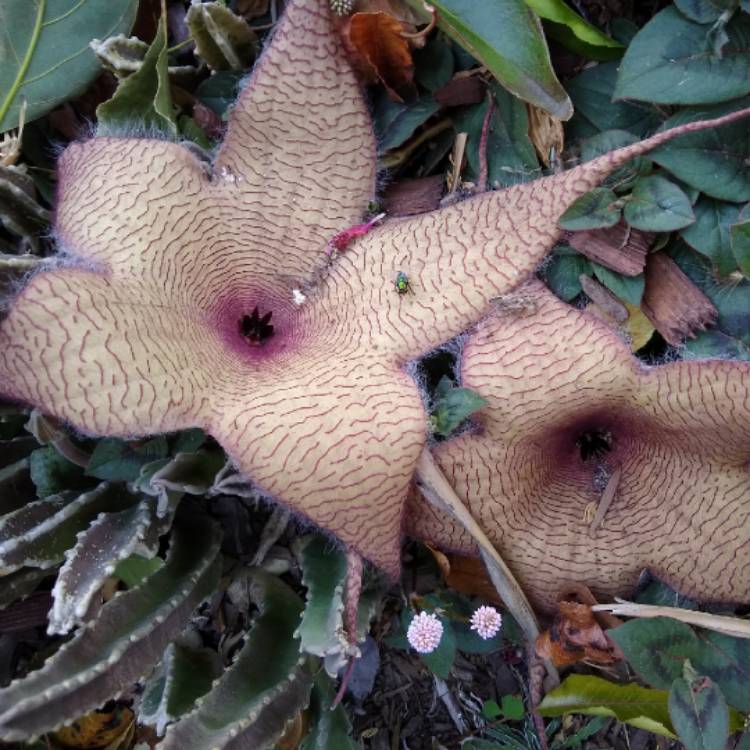 plant image 1188176 plant image 1188176