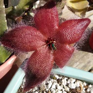 Stapelia hirsuta