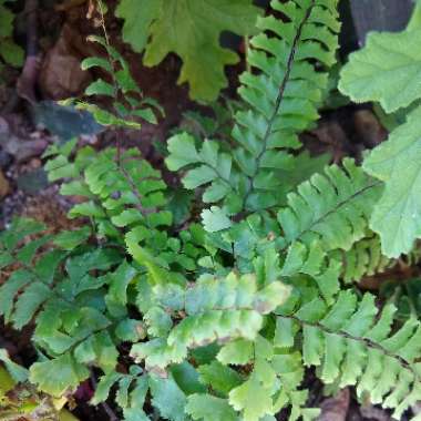 Asplenium trichomanes