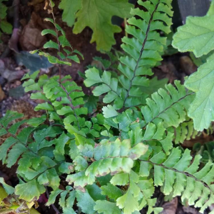 plant image 1188187