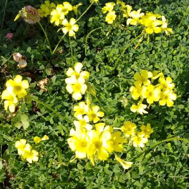 Oxalis stricta