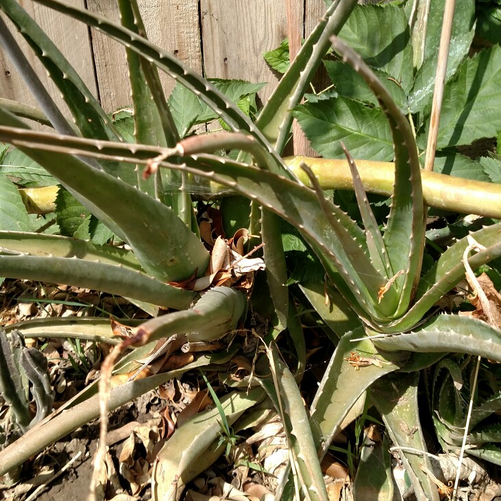 plant image 120165 plant image 120165