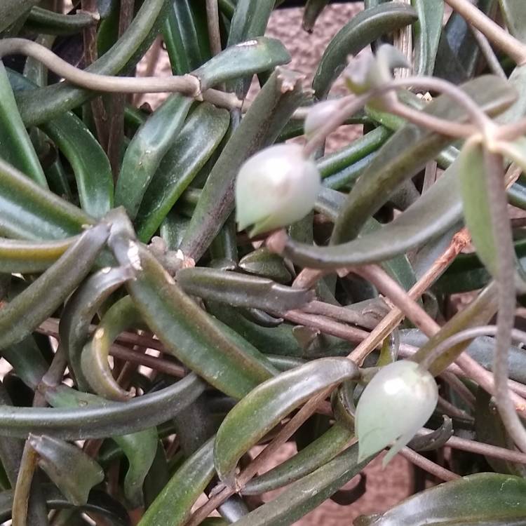 plant image 1216642 plant image 1216642