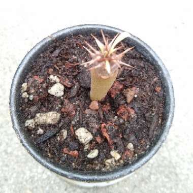 Pachypodium lamerei