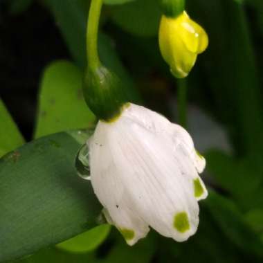 Leucojum vernum