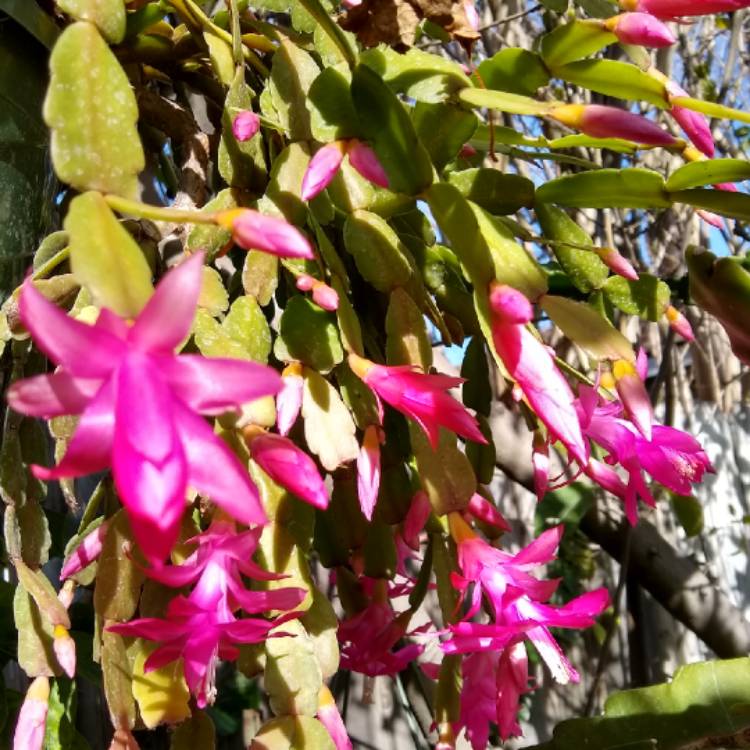 plant image 1220791