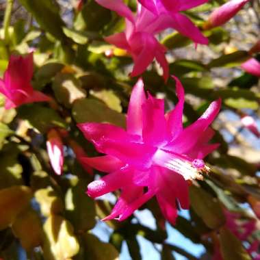 Schlumbergera x buckleyi