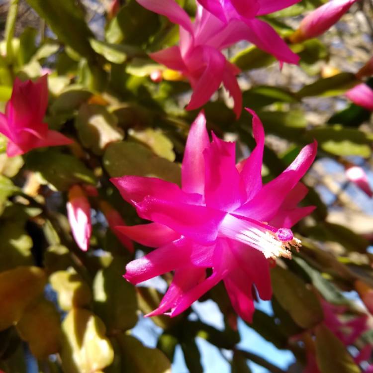 Plant image Schlumbergera x buckleyi