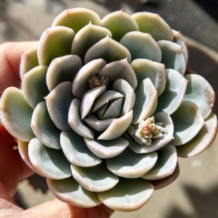 plant image 1225539