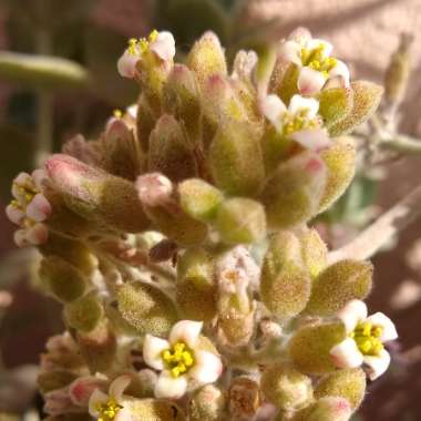 Kalanchoe millottii