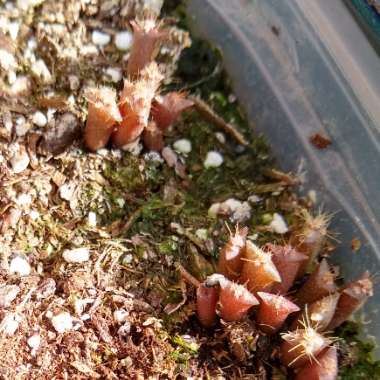 Cereus repandus syn. Cereus peruvianus