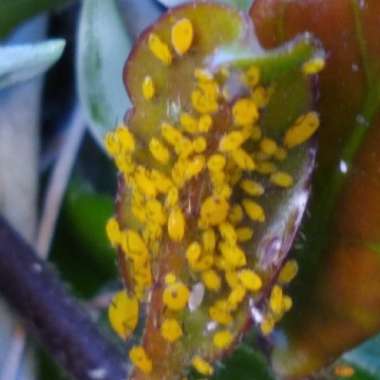 Hoya Carnosa