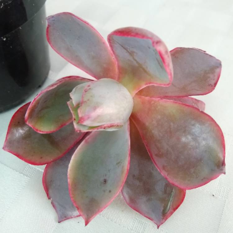 Plant image Echeveria Morning Light