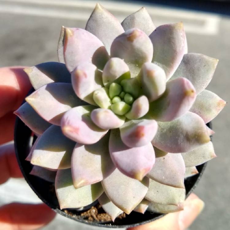 Plant image xSedeveria Lilac Mist