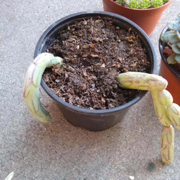 plant image 1246625