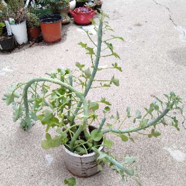 Senecio articulatus