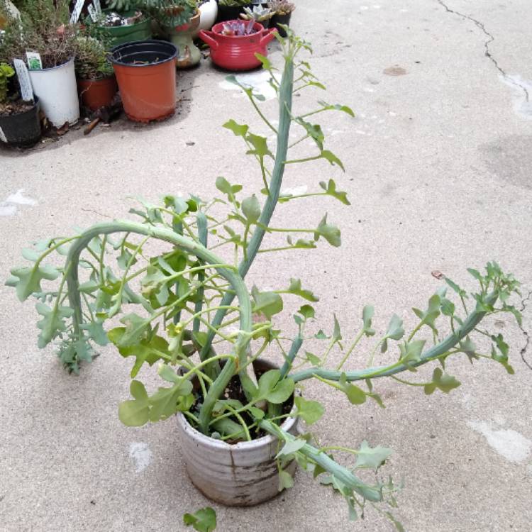 Plant image Senecio articulatus