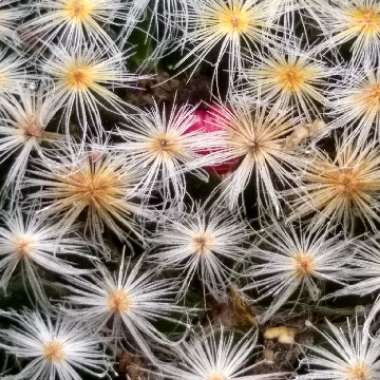Mammillaria schiedeana