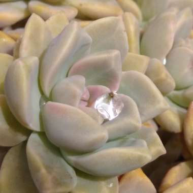 x Graptosedum California Sunset